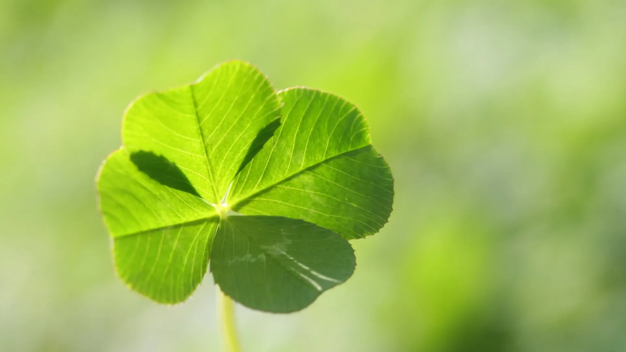 Life Is Luck. The Rest Is Just Timing and Hustle